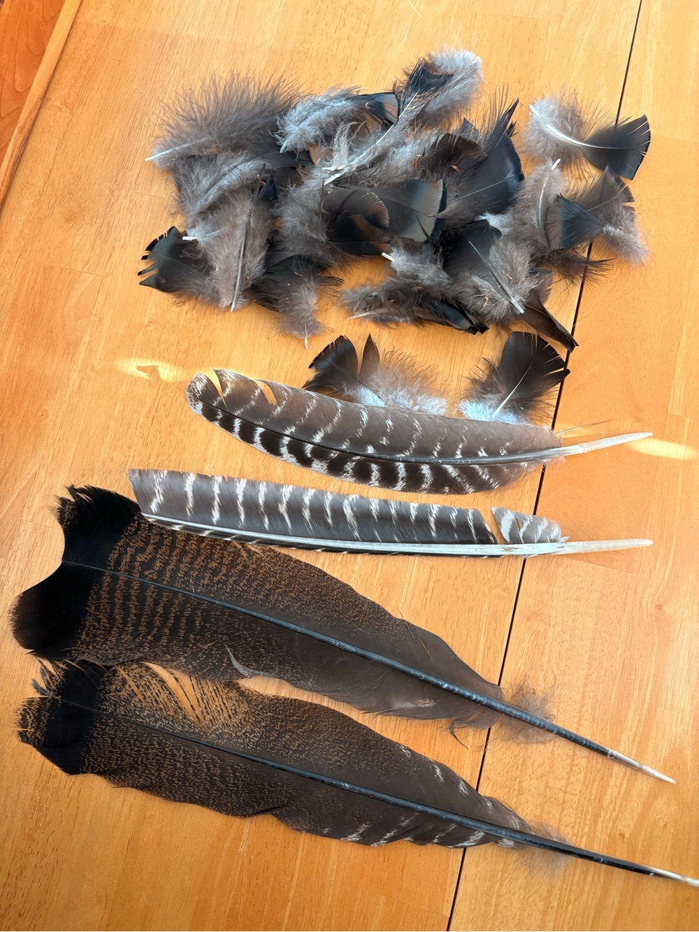 Wild Turkey Feather Mix - Decorative Craft Feathers
